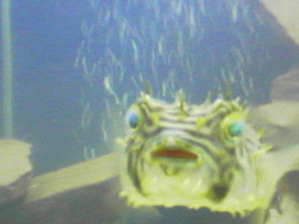 saltwater fish - chilomycterus schoepfi - spiny box puffer stocking in 75 gallons tank - boxpuffer