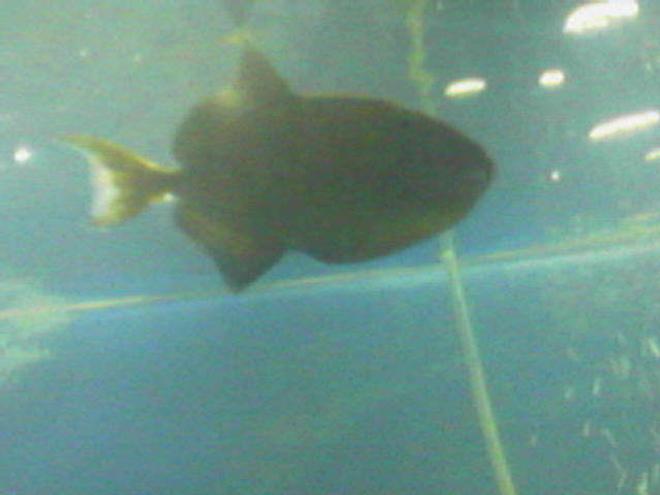saltwater fish - odonus niger - niger triggerfish stocking in 75 gallons tank - Niger Trigger