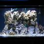 29 gallons saltwater fish tank (mostly fish, little/no live coral) - First saltwater tank. 29 gallon