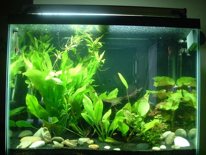 56 gallons planted tank (mostly live plants and fish) - 55 Gal Planted Betta Tank