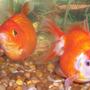 freshwater fish - carassius auratus - red ryukin goldfish stocking in 80 gallons tank - My past goldies- a comet and a ryukin.