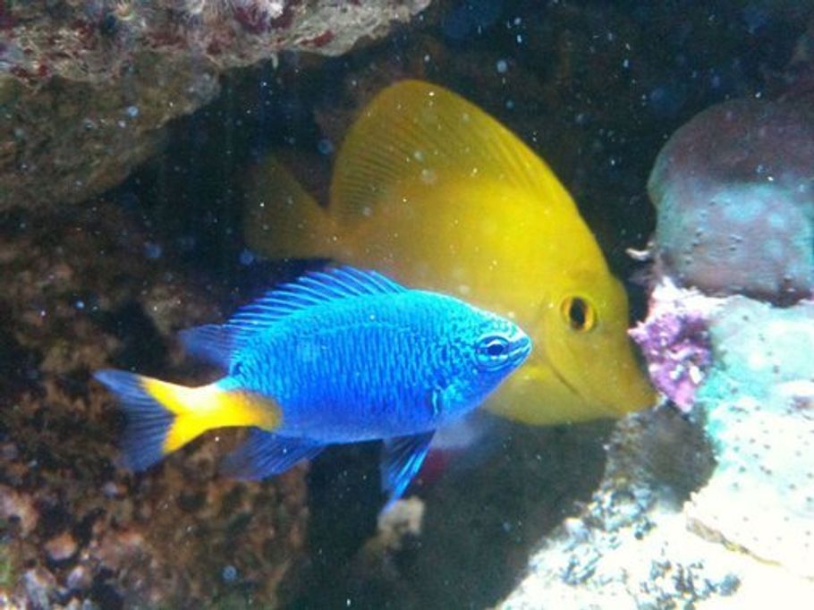 buy saltwater fish online