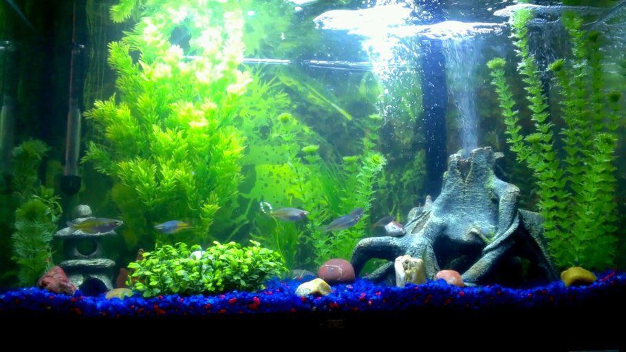 freshwater fish tank lighting