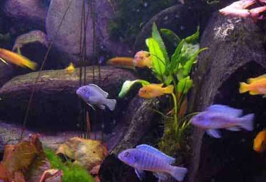 how-to-raise-cichlid-fry-to-maturity-ratemyfishtank