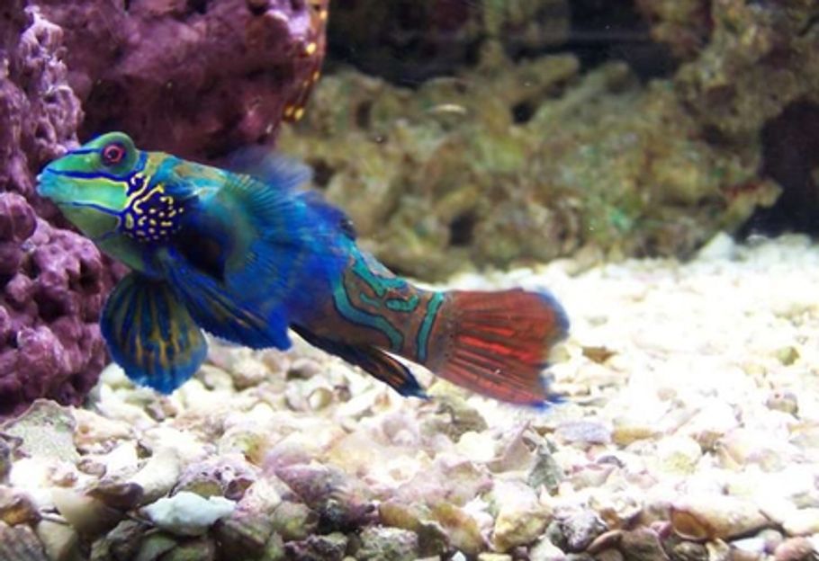 Keeping and Breeding Mandarinfish - RateMyFishTank.com