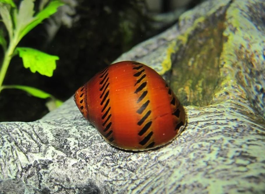 Zebra Snails Freshwater