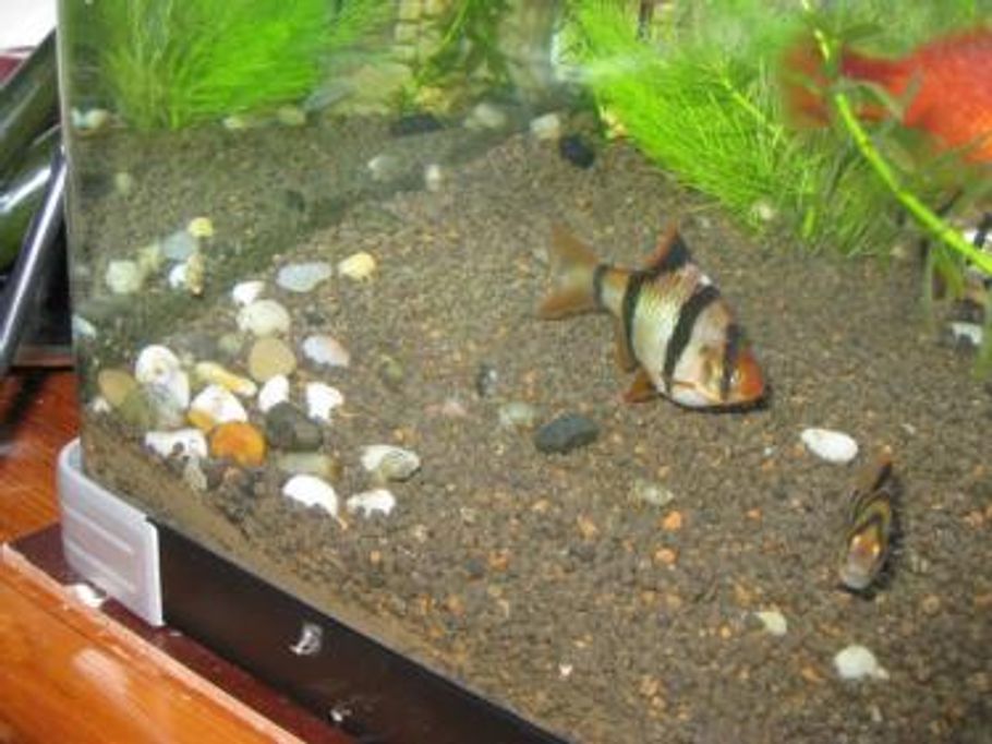 Common Freshwater Tropical Fish Diseases - 31213 Tiger Spot White 1yGHjG