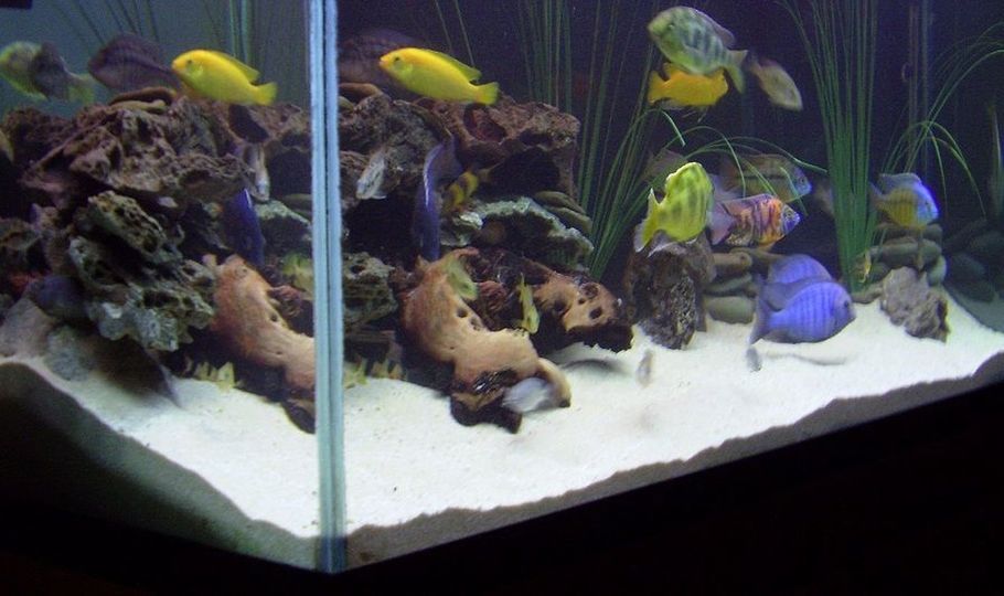 African Cichlid Aggression - How to Reduce Aggression